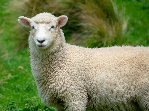 Dreaming sheep