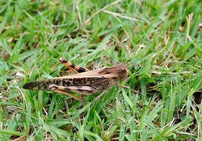 Dreaming of grass locusts