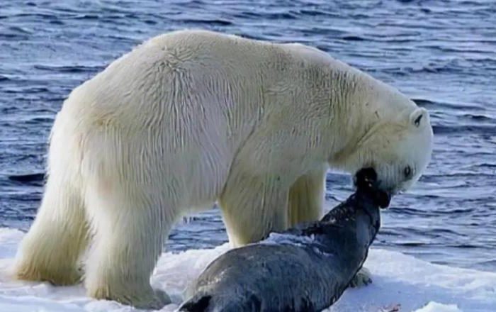 Dreaming of polar bears