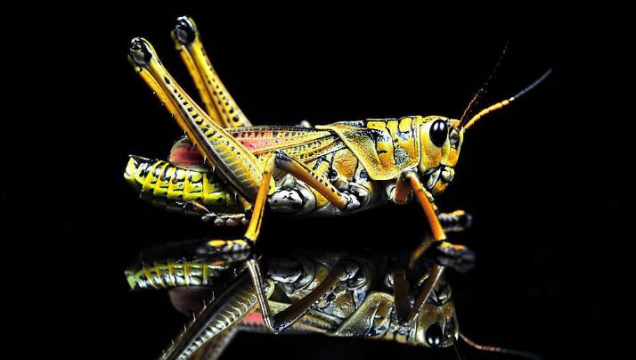 Dream of locusts
