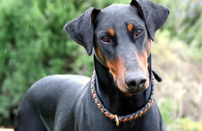Dream of doberman pinscher