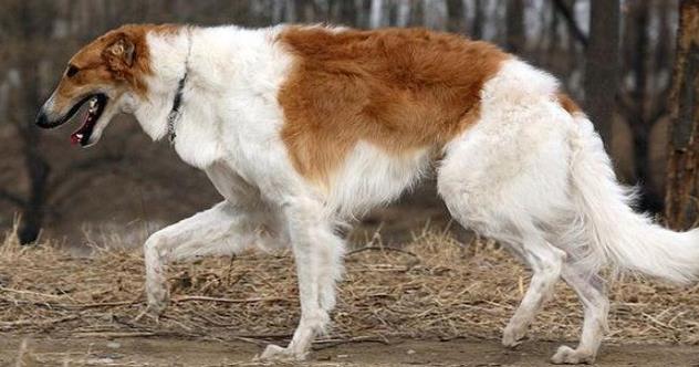 Dreaming of a Russian wolf hunter