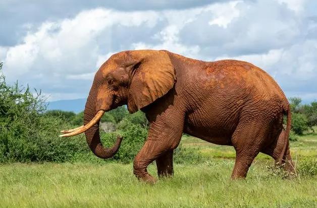 Dreaming of the African jungle elephant