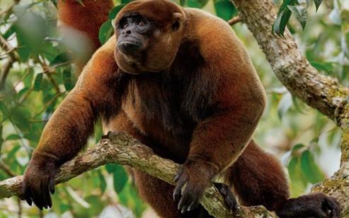 Dreaming of fluffy monkeys