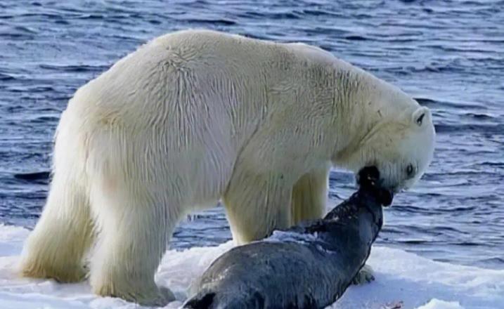 Dreaming of polar bears