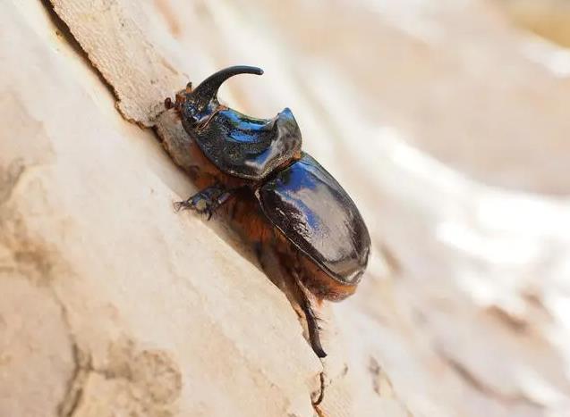 Dreaming beetle