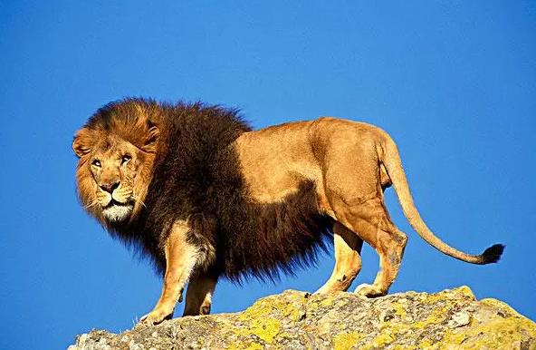 Dreaming of African lion