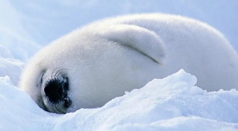 Dreaming of Greenland