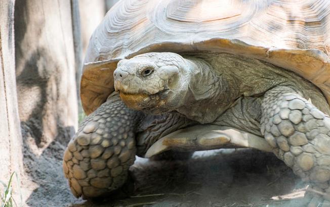 Dreaming of African tortoise