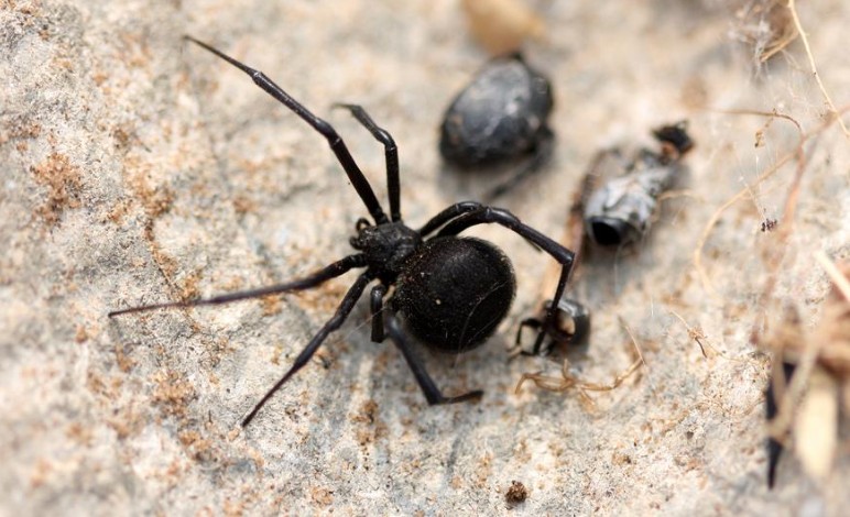 21 symbolic meanings of dreaming of black spiders