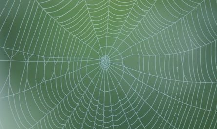dreaming of spider webs