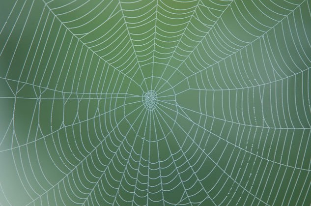 20 symbolic meanings of dreaming of spider webs