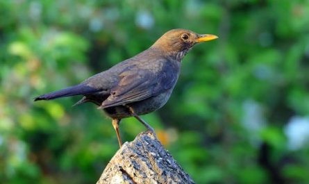 Dreaming of Blackbirds