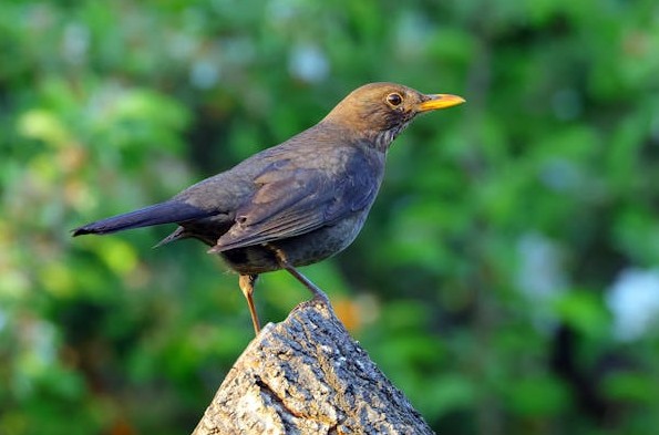 17 Symbolic Meanings of Dreaming of Blackbirds