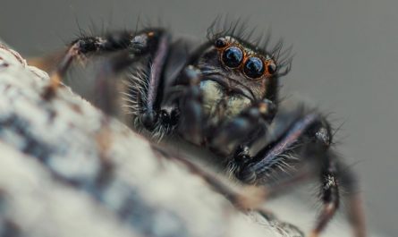 dreaming of spiders biting people