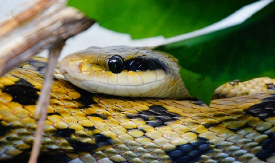 27 symbolic meanings of dreaming of snake bites on people