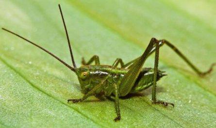 dreaming of crickets