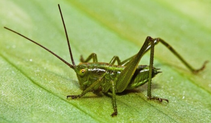 20 symbolic meanings of dreaming of crickets