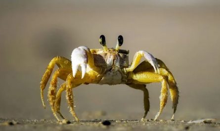 dreaming of crabs