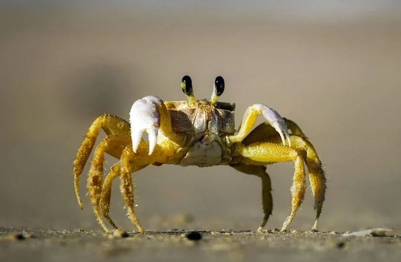 13 symbolic meanings of dreaming of crabs