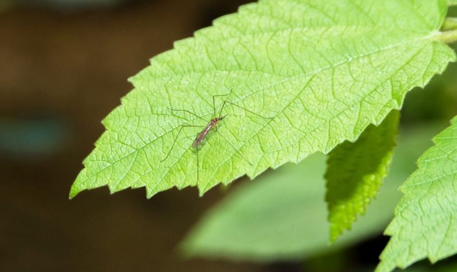 25 symbolic meanings of dreaming of mosquitoes