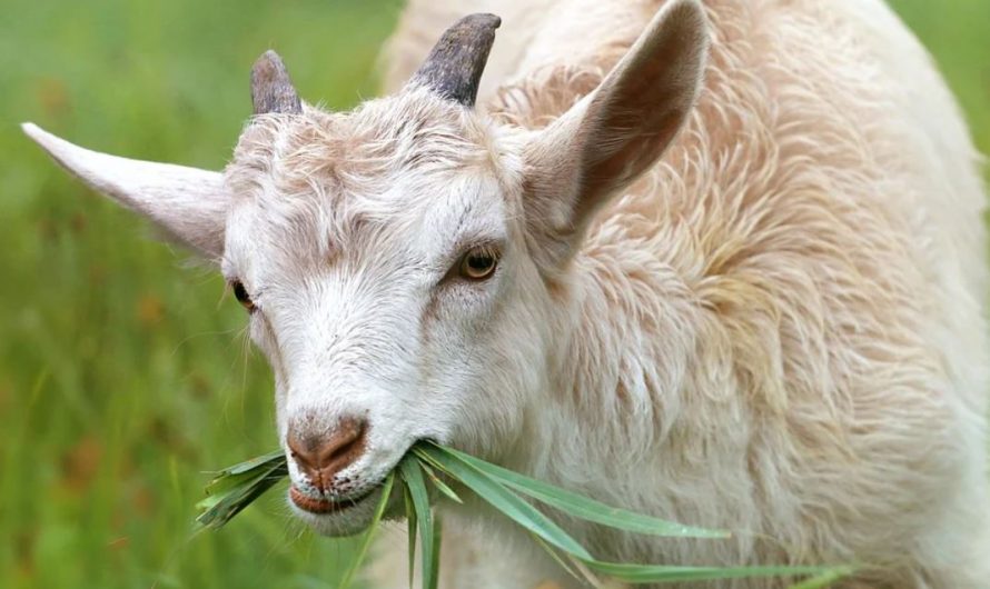 18 Symbolic Meanings of Dreaming of a Goat