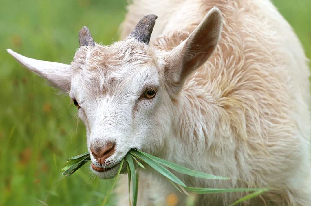 Dreaming of a Goat