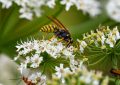 dreaming of wasps