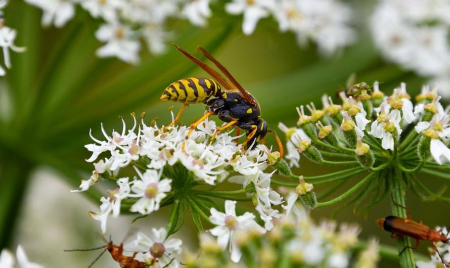 22 symbolic meanings of dreaming of wasps