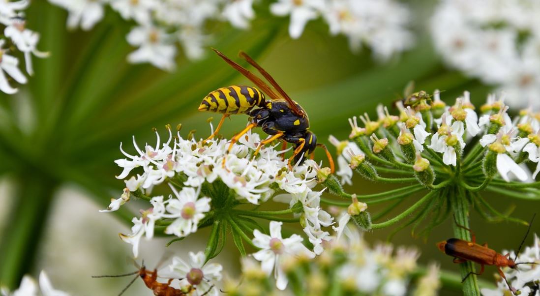 dreaming of wasps