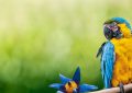 dreaming of parrots