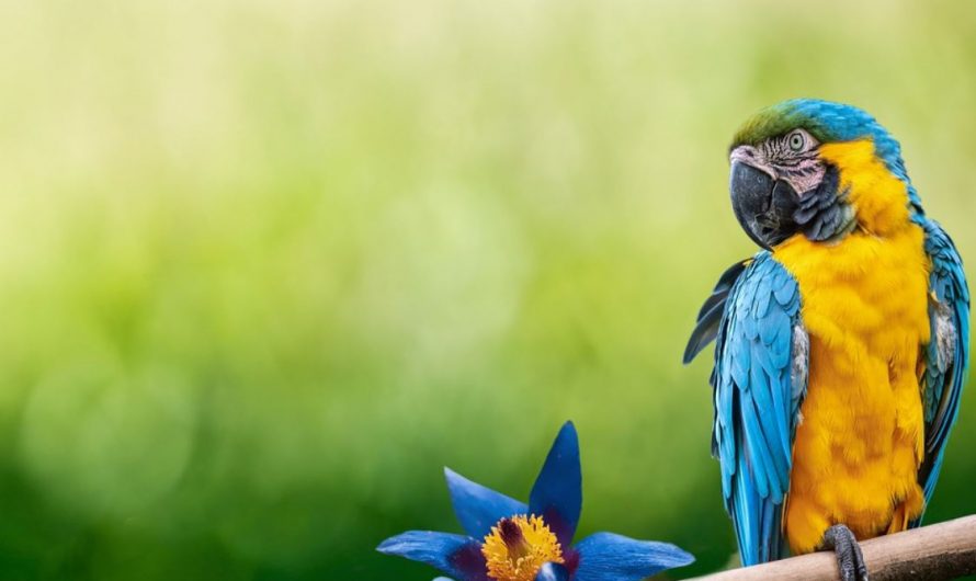 25 symbolic meanings of dreaming of parrots