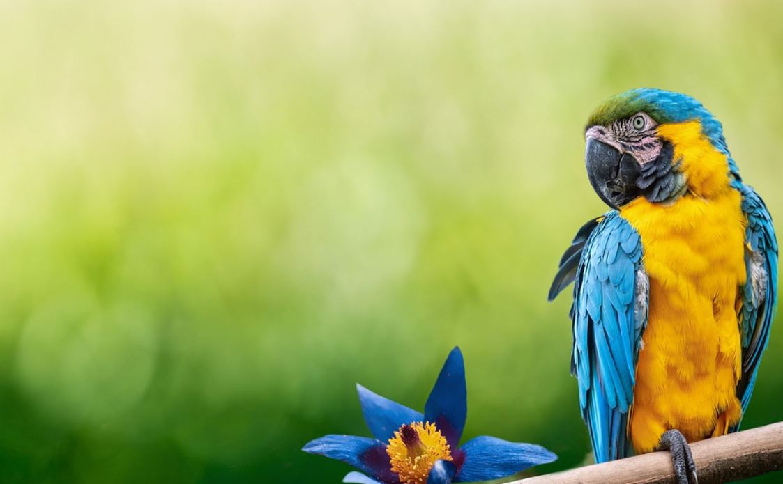 dreaming of parrots