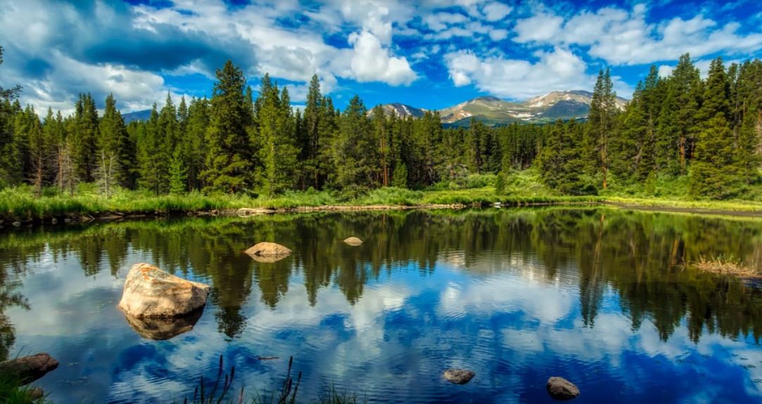 dreaming of a pond
