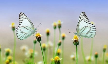 dreaming of butterflies