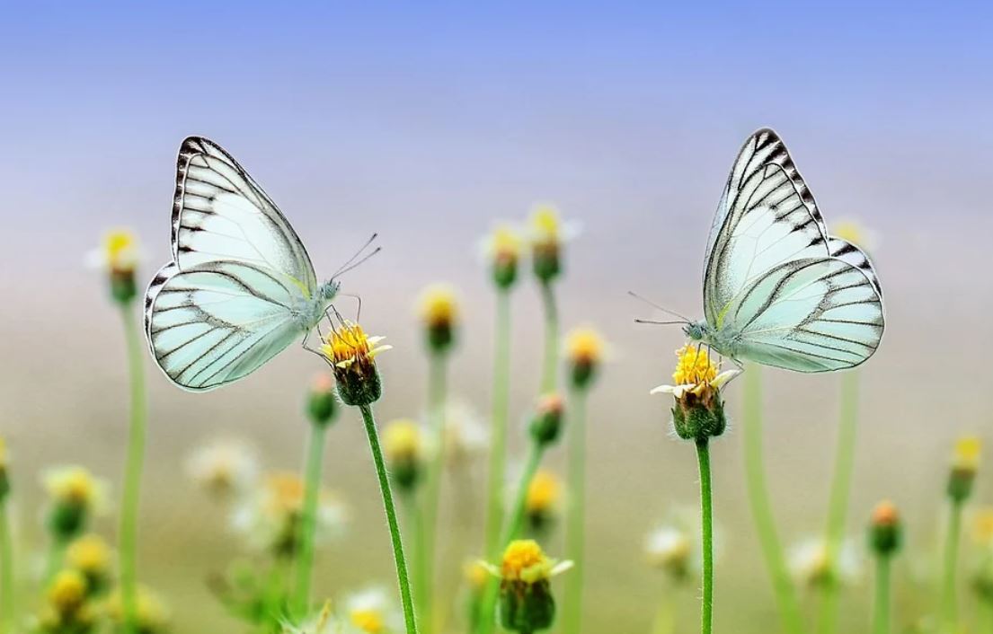 dreaming of butterflies