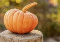 dreaming of pumpkins
