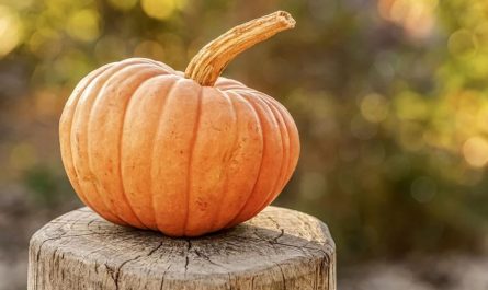 dreaming of pumpkins