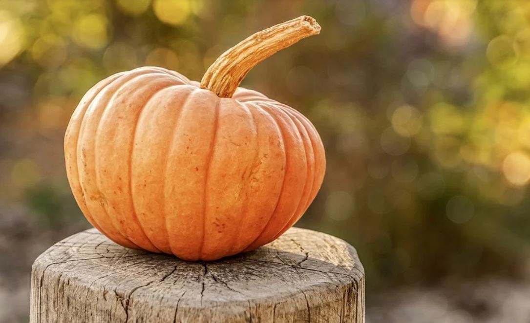 dreaming of pumpkins