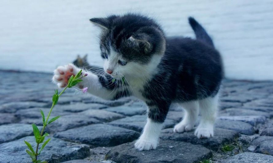 15 symbolic meanings of dreaming of a dead cat