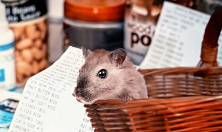 Dreaming of Hamsters