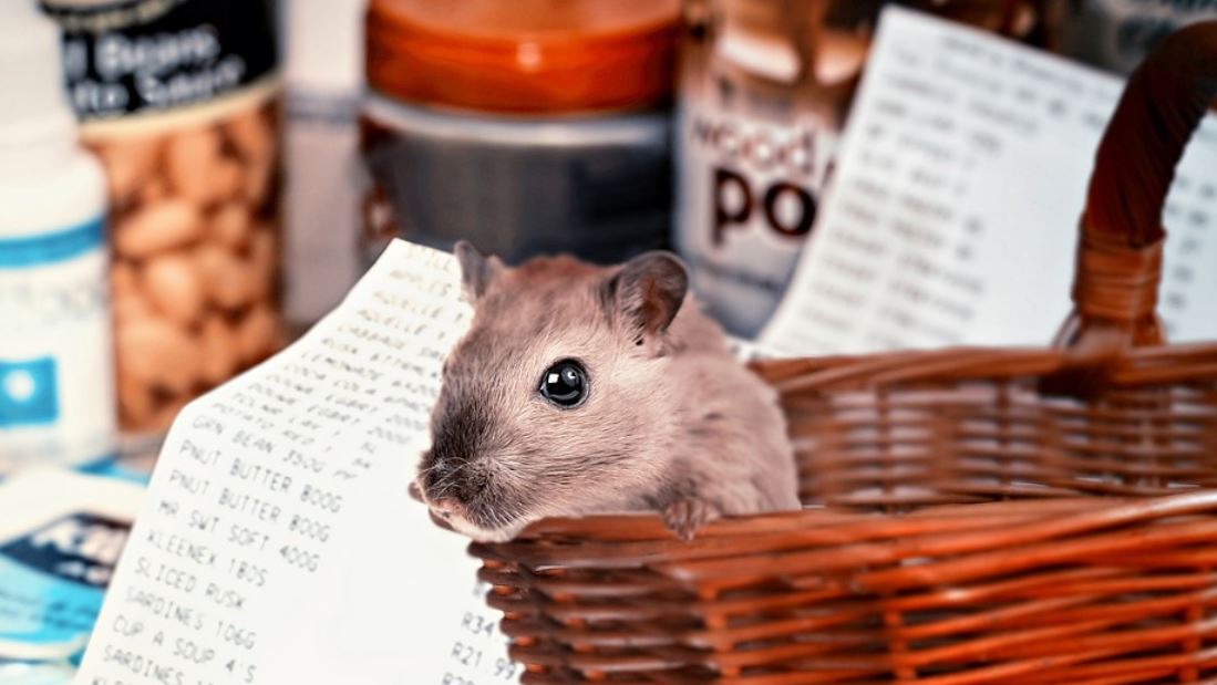 Dreaming of Hamsters