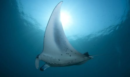 Dreaming of Stingray Fish