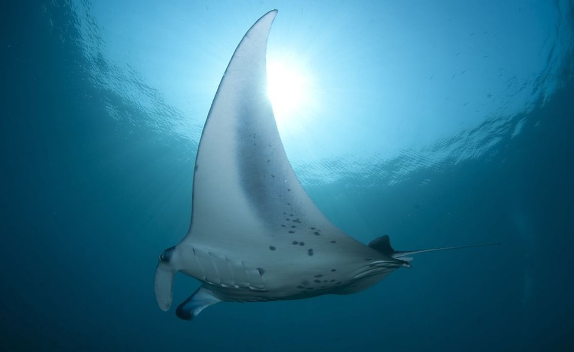Dreaming of Stingray Fish