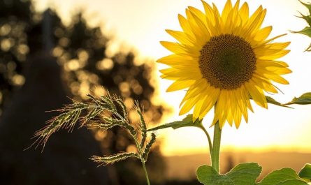 Dreaming of Sunflowers
