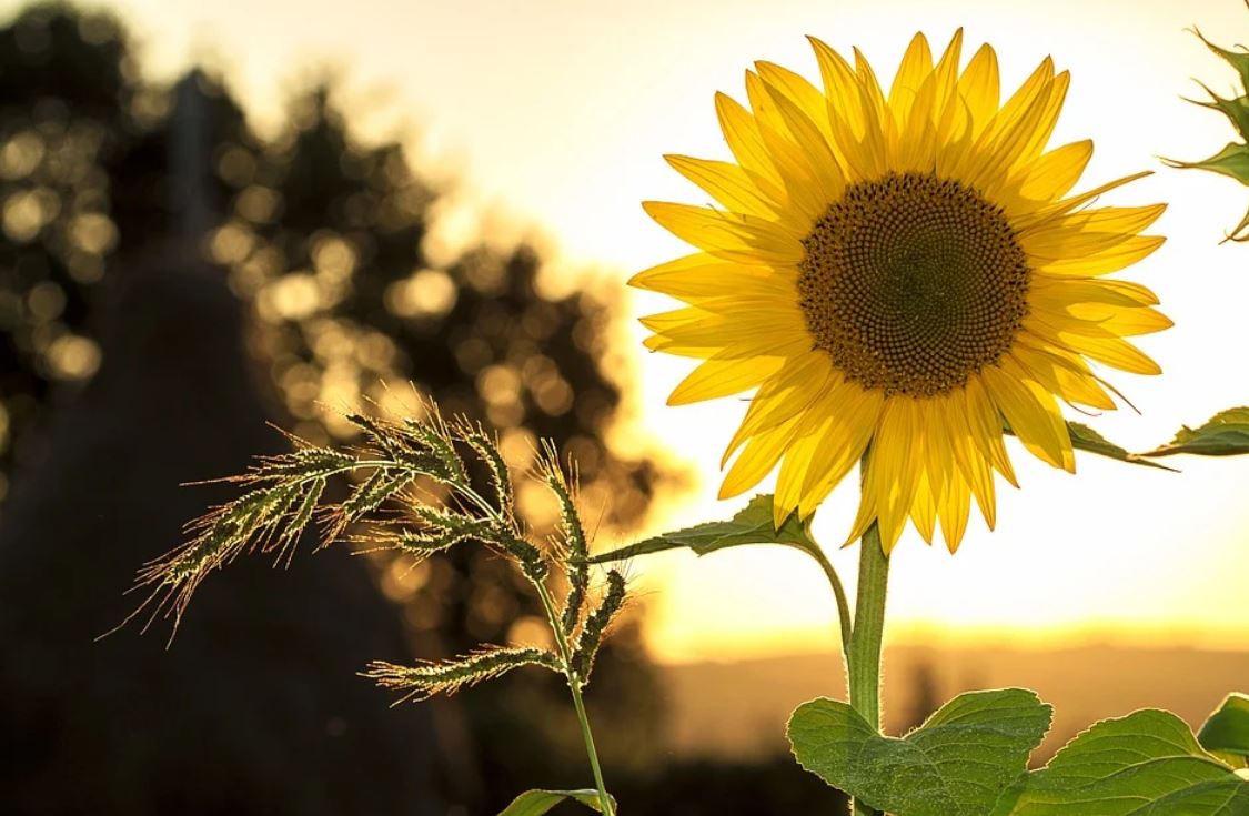 Dreaming of Sunflowers