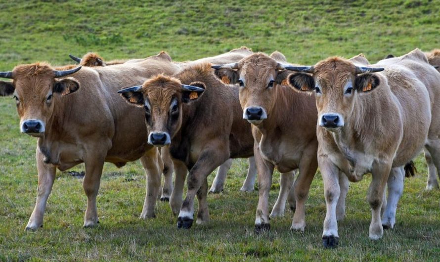 15 Spiritual Meanings of Dreaming of Cows