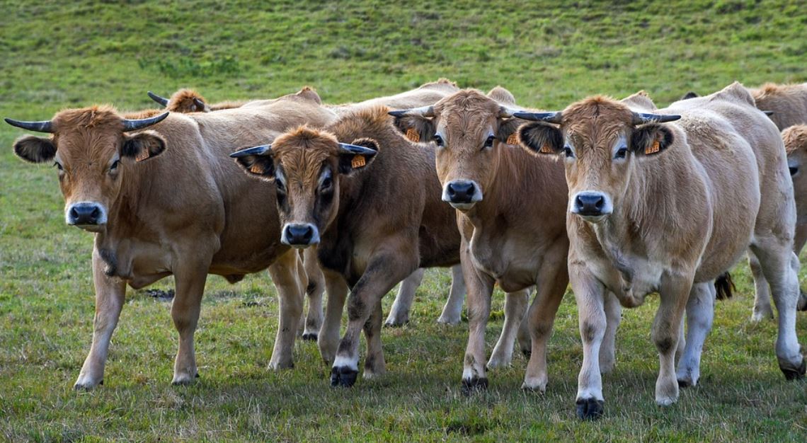 Dreaming of Cows