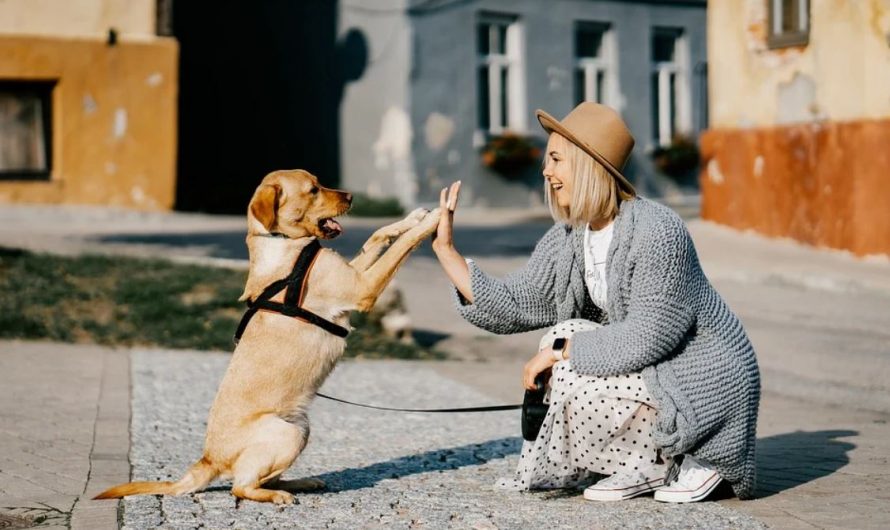 8 Spiritual Meanings of Dreaming of a Dead Dog