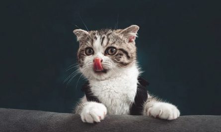 Dreaming of a Kitten